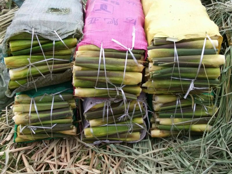 岳西茭白双季单季高产茭白种苗结茭老茎地理标志产品