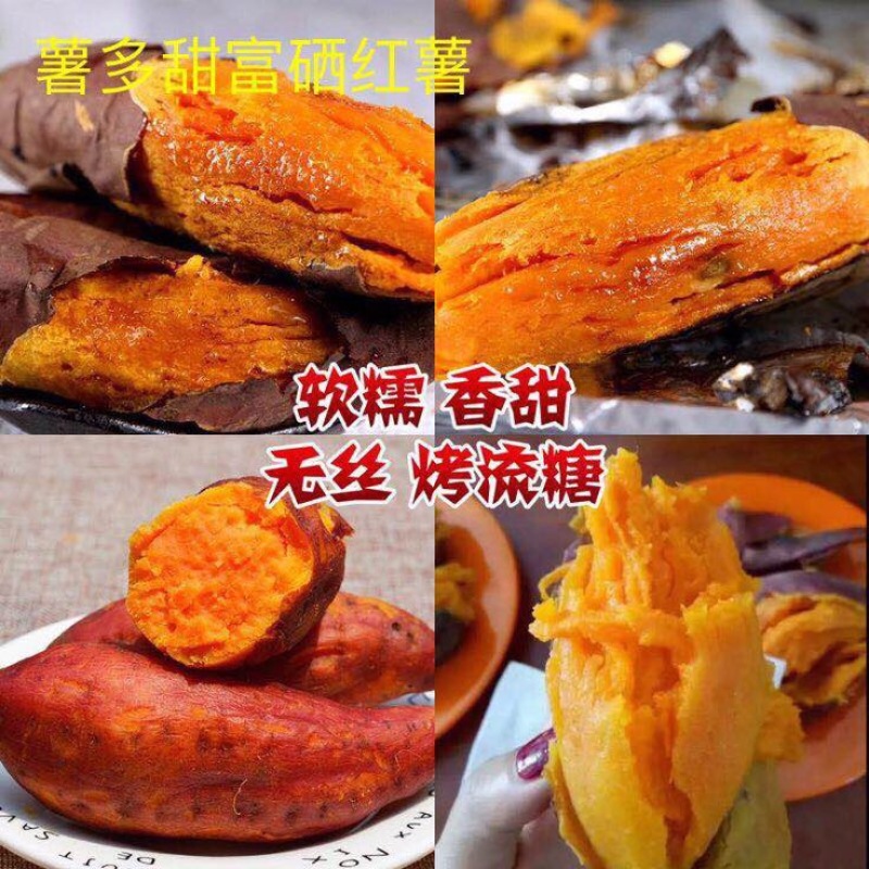 烟薯253两以上商品薯黄心