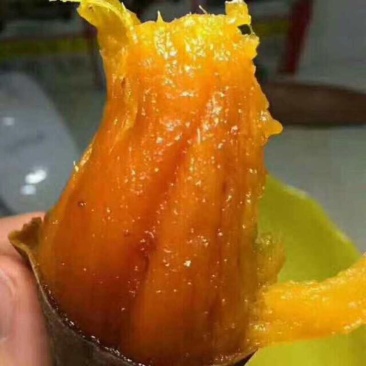烟薯253两以上商品薯黄心