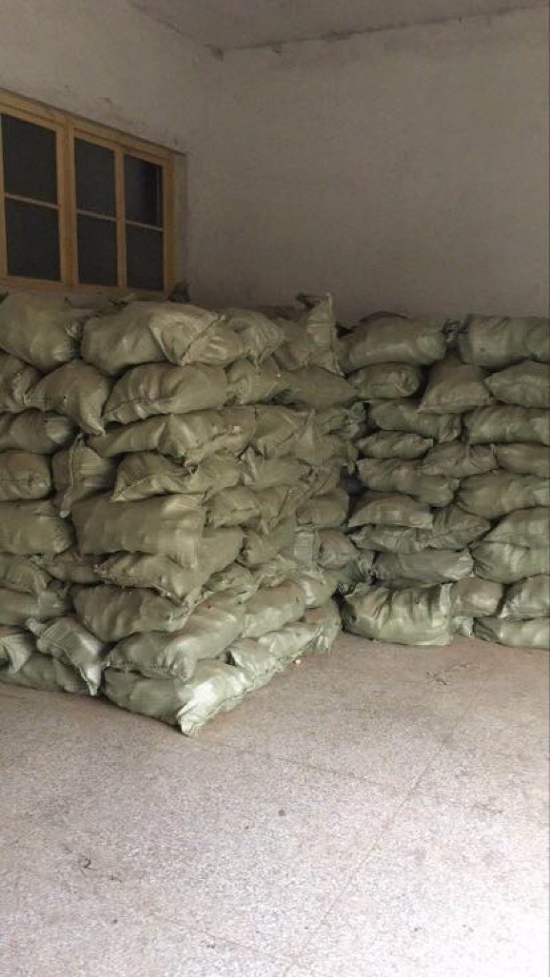 烟薯253两以上商品薯黄心