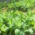 香蕉苗金粉一号香蕉苗中蕉九号香蕉苗粉蕉苗