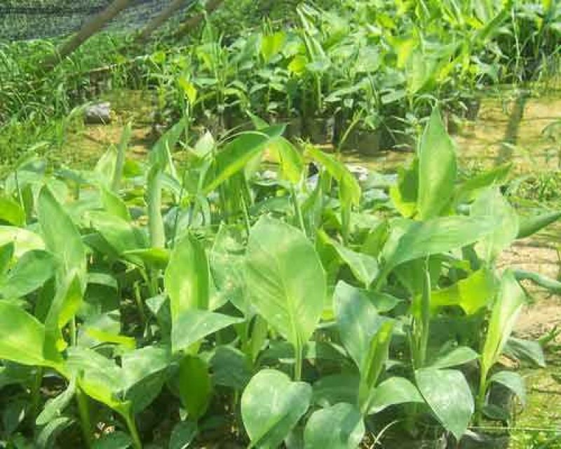 香蕉苗金粉一号香蕉苗中蕉九号香蕉苗粉蕉苗