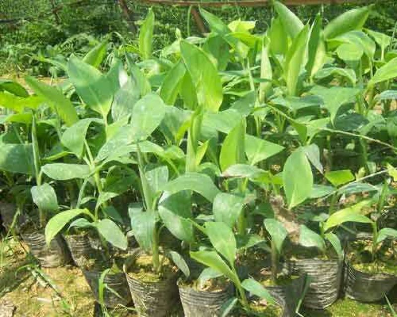 香蕉苗金粉一号香蕉苗中蕉九号香蕉苗粉蕉苗