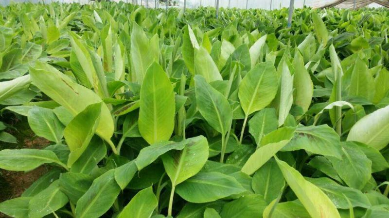香蕉苗金粉一号香蕉苗中蕉九号香蕉苗粉蕉苗
