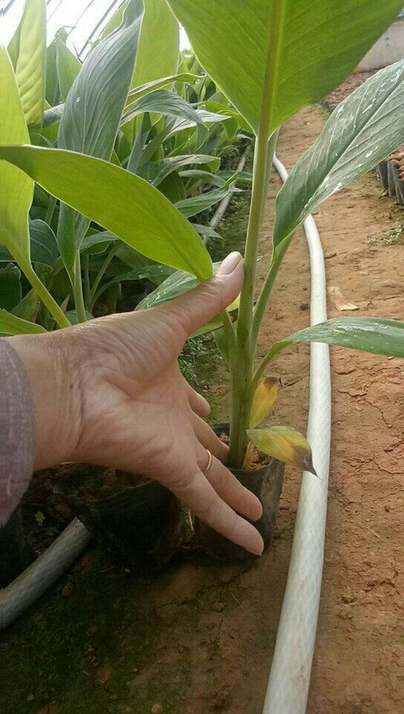 香蕉苗金粉一号香蕉苗中蕉九号香蕉苗粉蕉苗