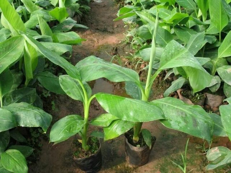 香蕉苗金粉一号香蕉苗中蕉九号香蕉苗粉蕉苗