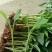 香蕉苗金粉一号香蕉苗中蕉九号香蕉苗粉蕉苗