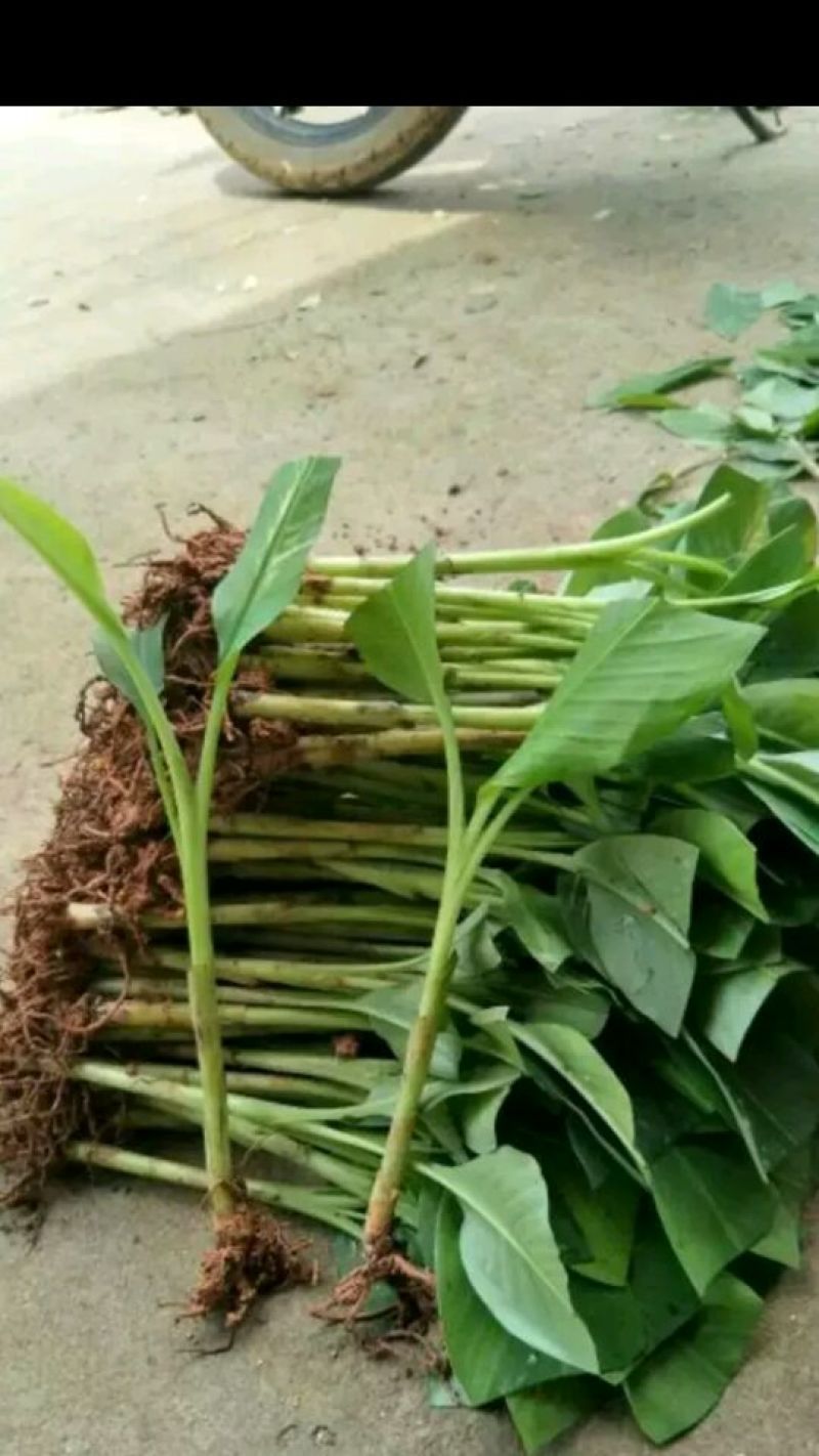 香蕉苗金粉一号香蕉苗中蕉九号香蕉苗粉蕉苗