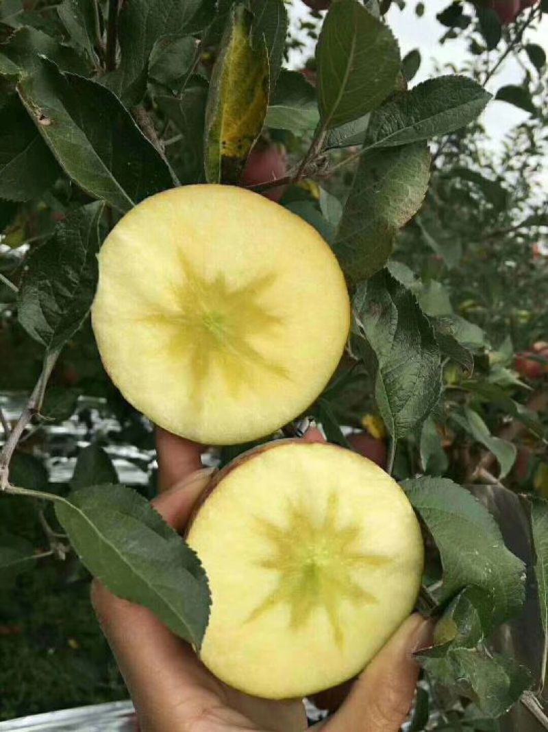 苹果75mm以上光果