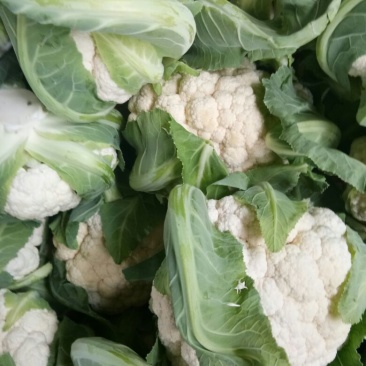 菜花紧花2~3斤乳白产地直发一手货源欢迎采购