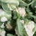菜花紧花2~3斤乳白产地直发一手货源欢迎采购