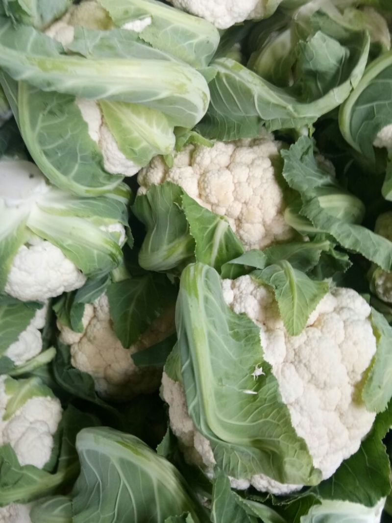 菜花紧花2~3斤乳白产地直发一手货源欢迎采购