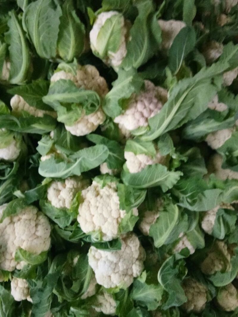 菜花紧花2~3斤乳白产地直发一手货源欢迎采购
