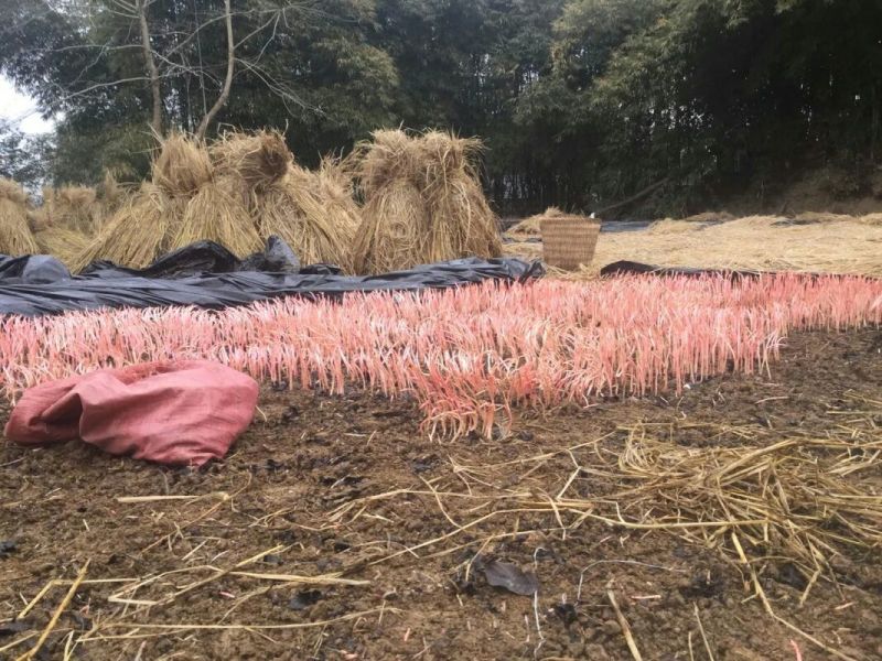 鱼腥草包装袋