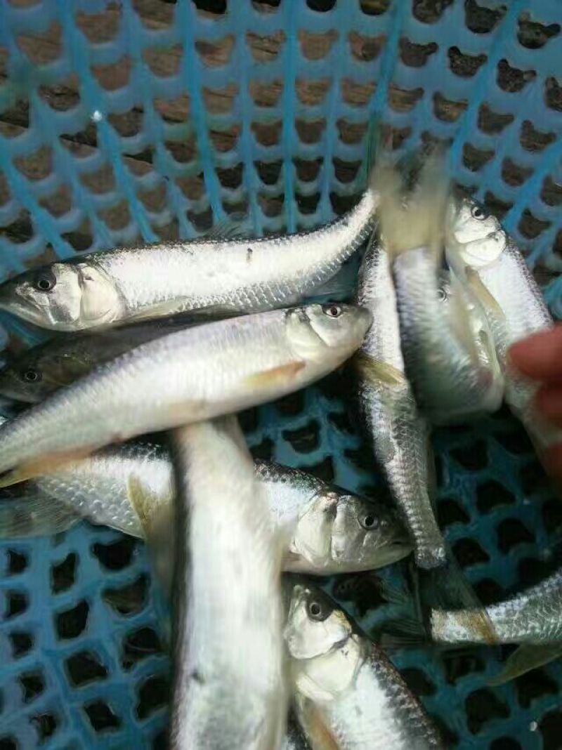 马口鱼