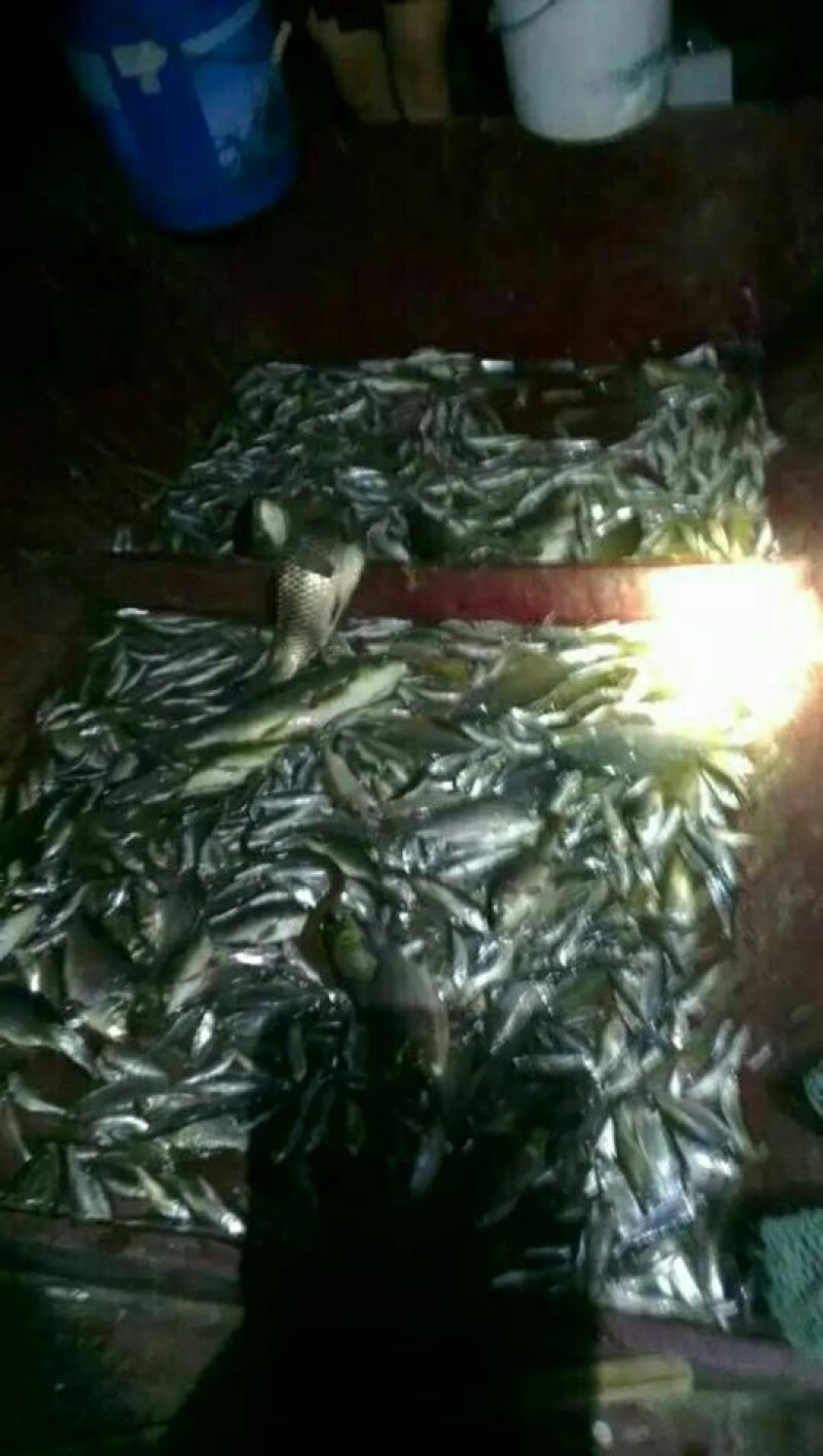 马口鱼