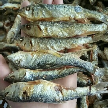 马口鱼