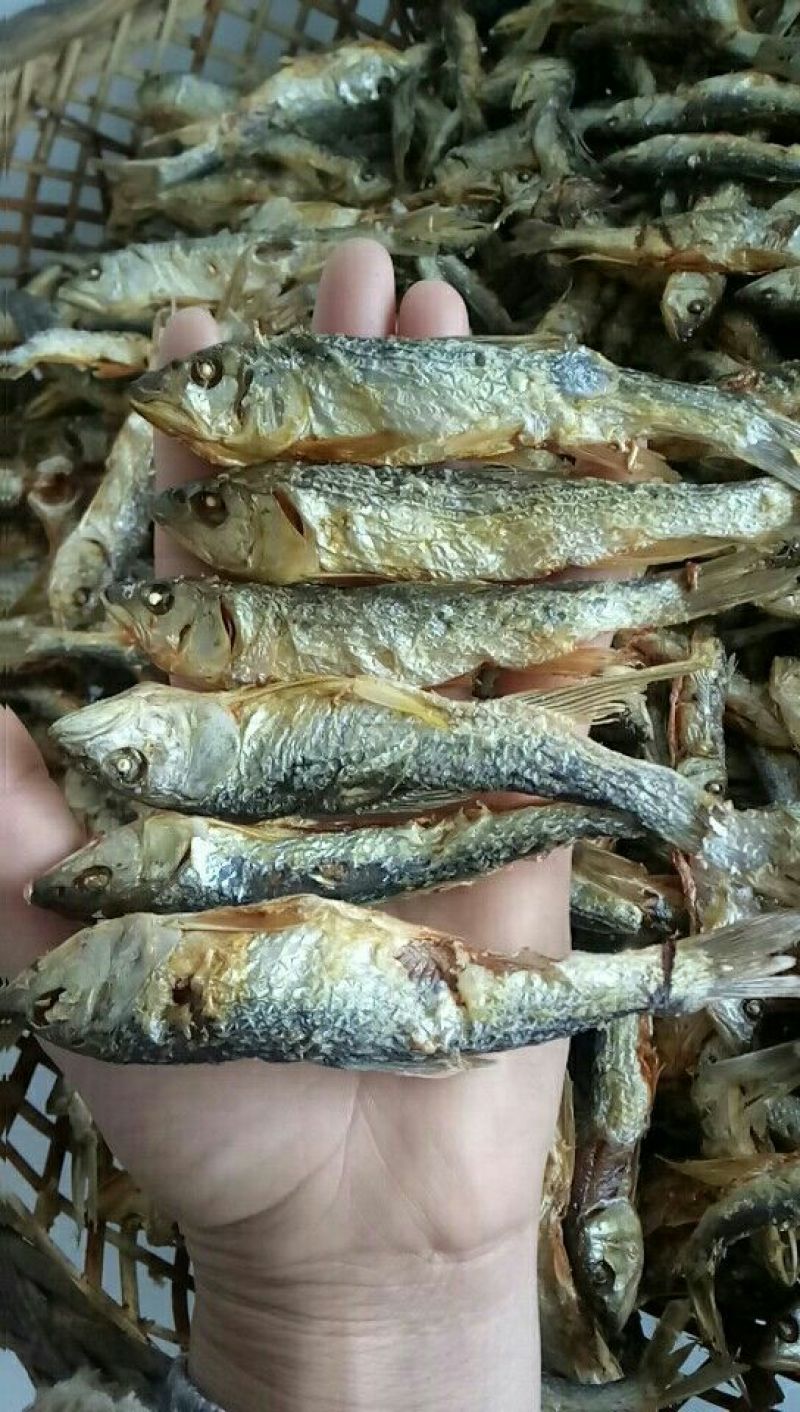 马口鱼