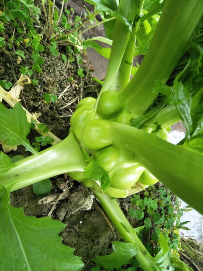 榨菜5两以上