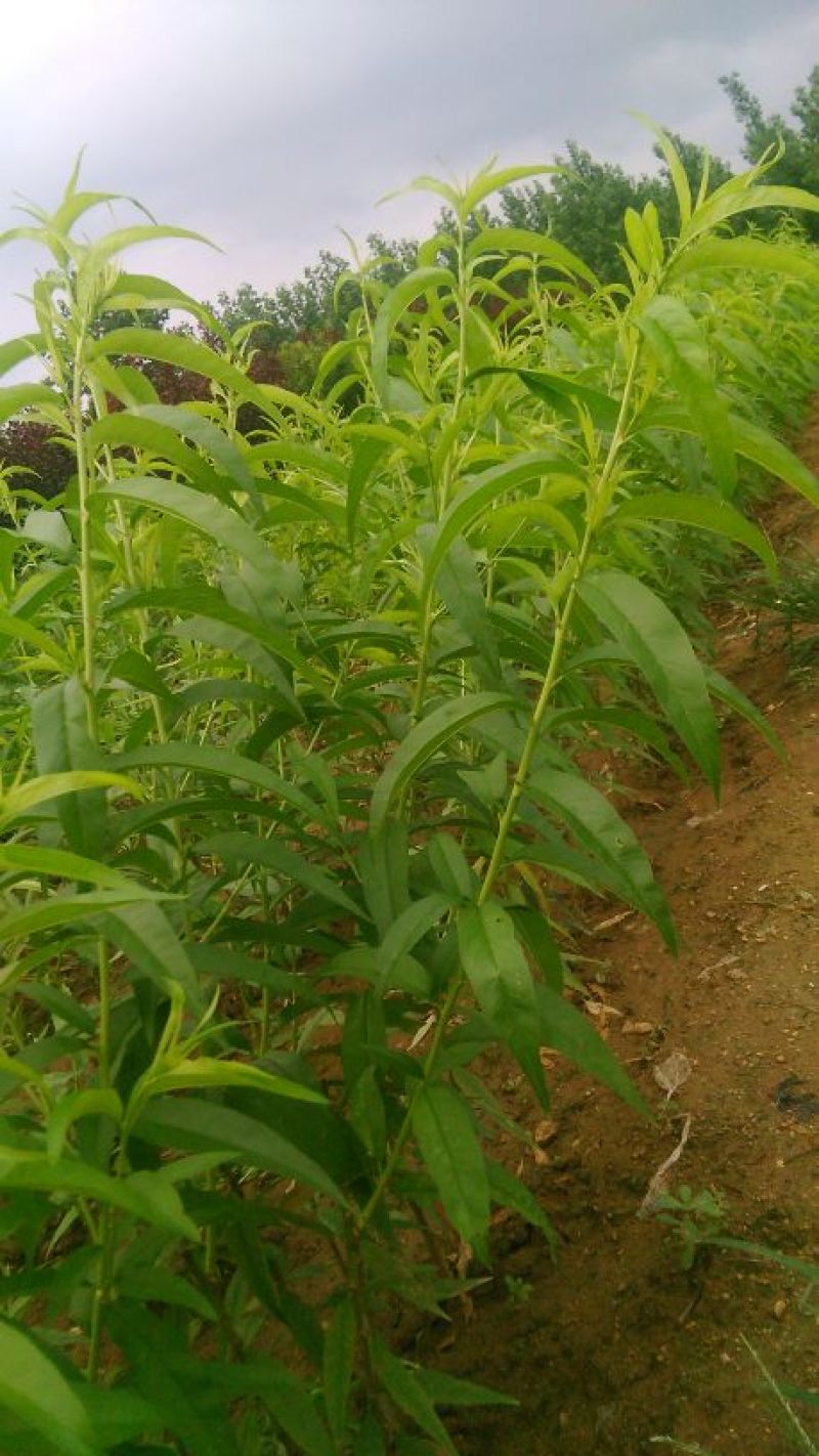 金秋红蜜桃树苗80cm以上