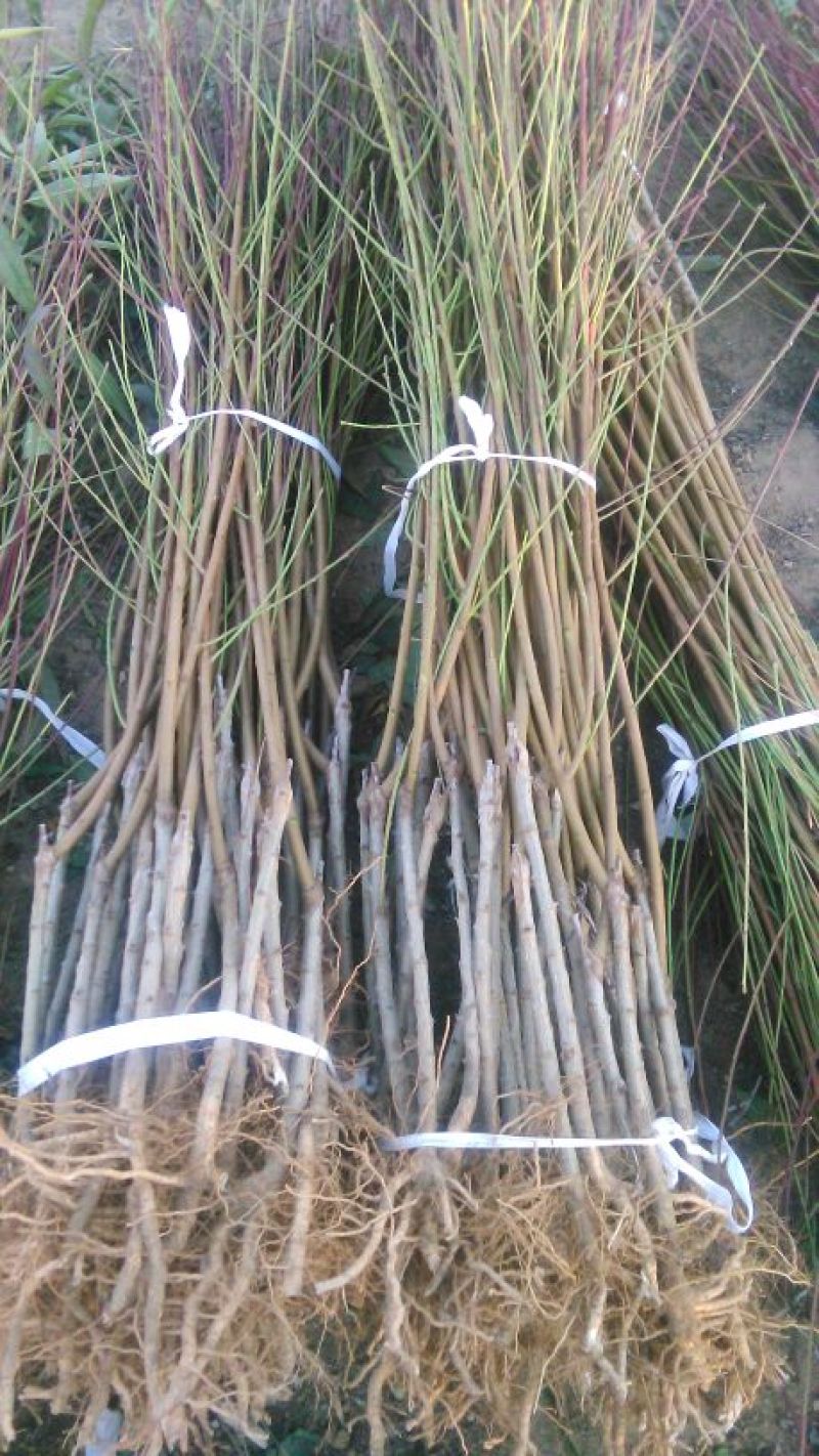 金秋红蜜桃树苗80cm以上