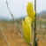 黄玉兰苗黄花玉兰树苗，当年开花