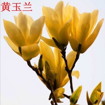 黄玉兰苗黄花玉兰树苗，当年开花