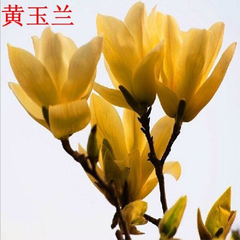黄玉兰苗黄花玉兰树苗，当年开花