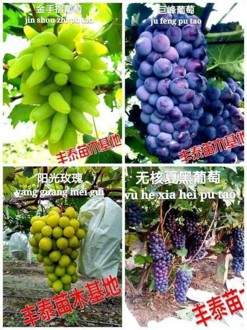 正品巨峰葡萄苗《38年信誉让农户放心质壮苗纯》放心种植