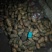 荷兰十五土豆3两以上通货