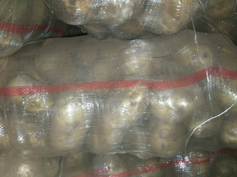 荷兰十五土豆3两以上通货