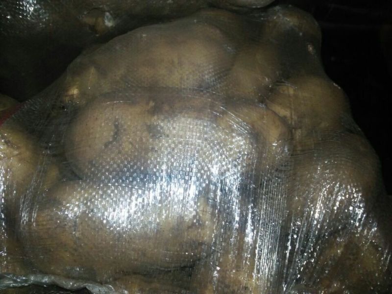 荷兰十五土豆3两以上通货