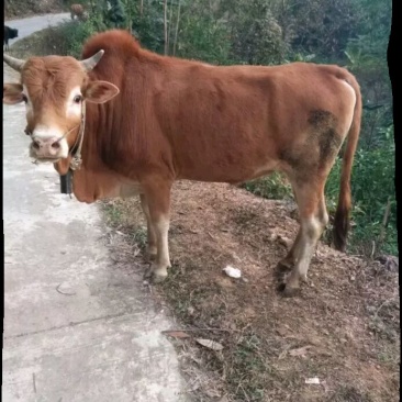 湘西黄牛200~300kg