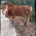 湘西黄牛200~300kg