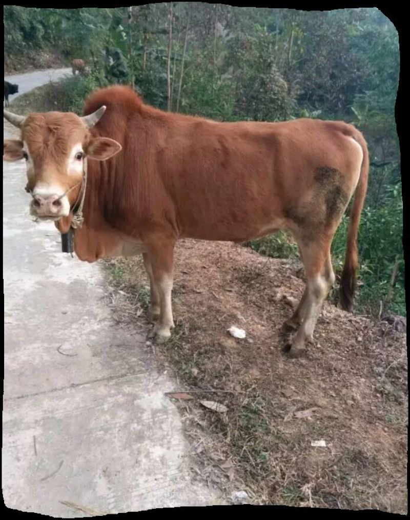 湘西黄牛200~300kg