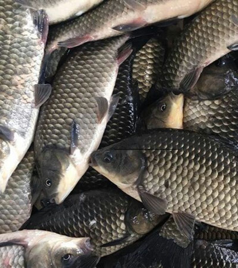 鲫鱼食用