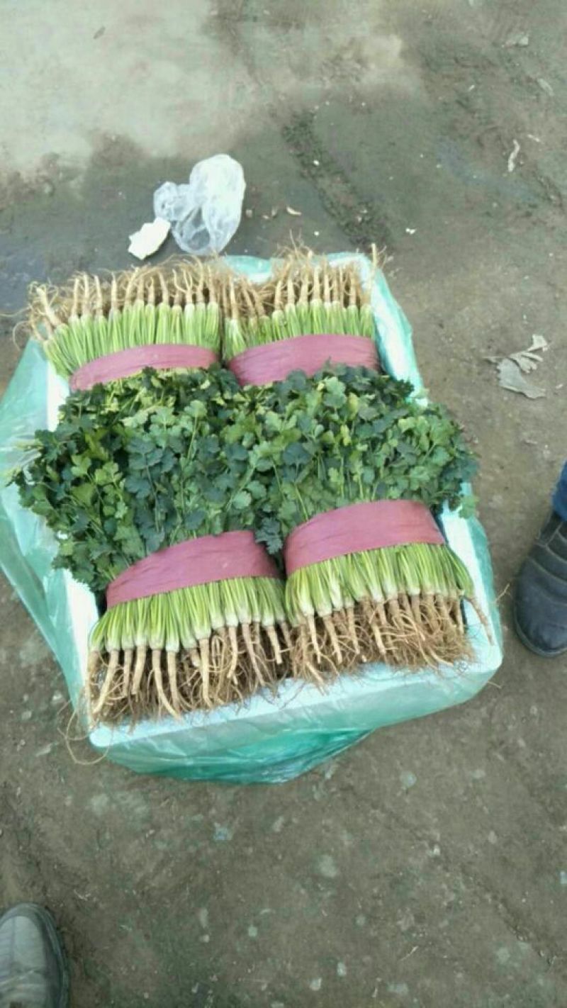 【香菜中叶铁杆青香菜现挖现发保证新鲜】