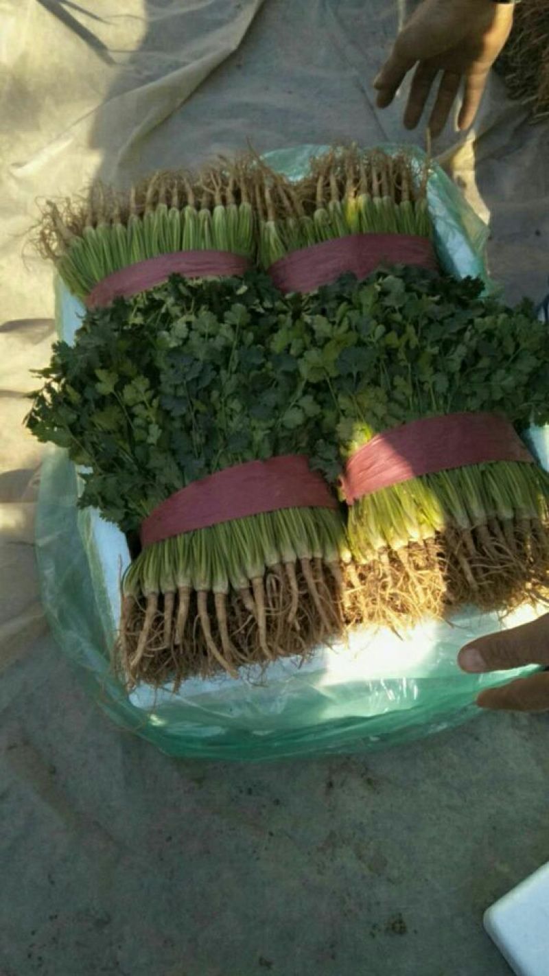 【香菜中叶铁杆青香菜现挖现发保证新鲜】