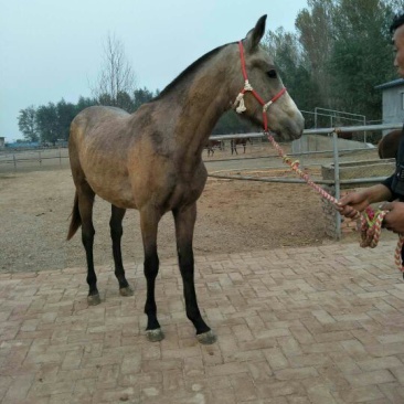 肉马400~500kg