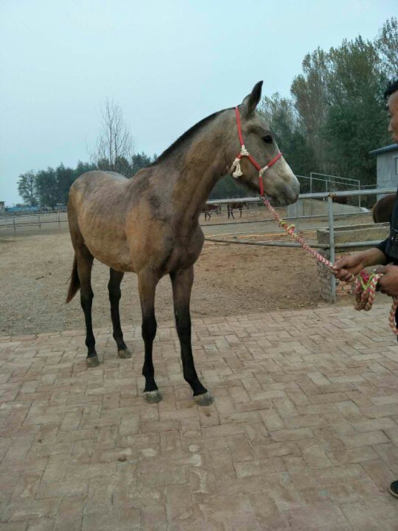 肉马400~500kg