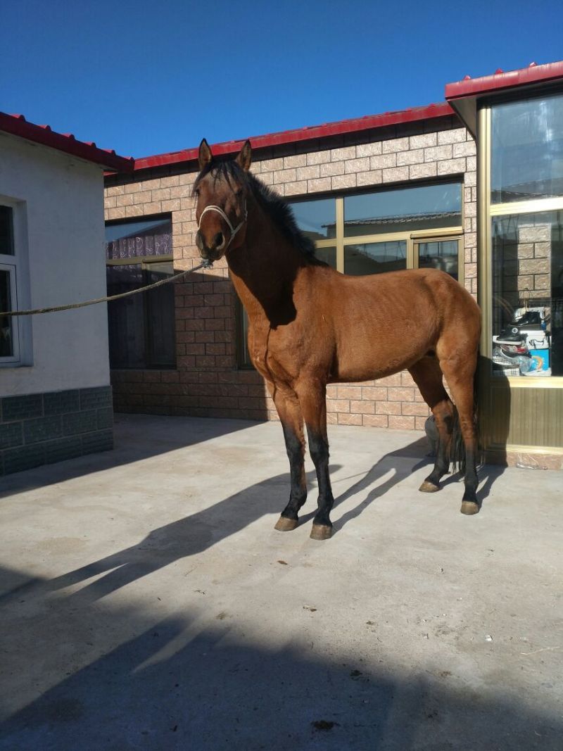 肉马400~500kg
