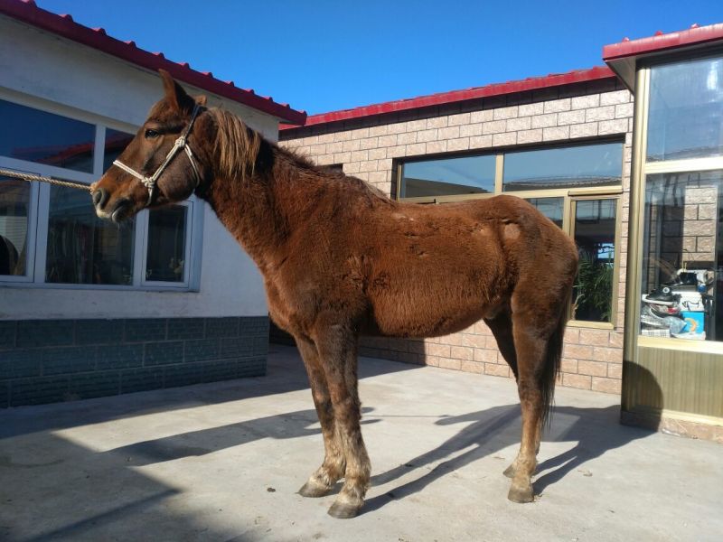 肉马400~500kg
