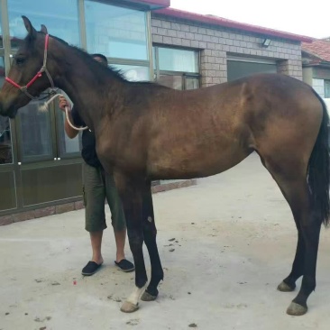 肉马400~500kg