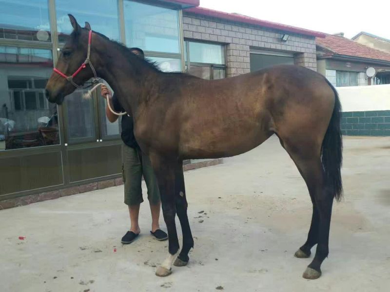 肉马400~500kg