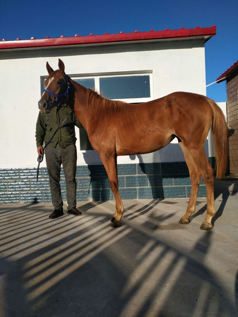 肉马400~500kg