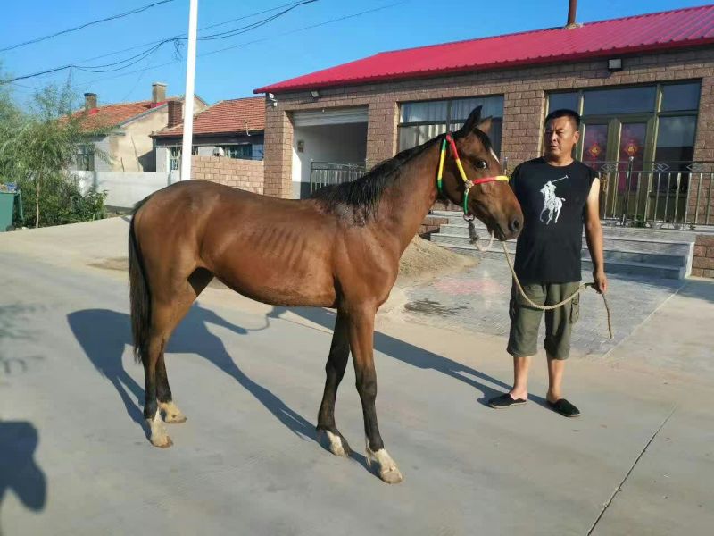肉马400~500kg