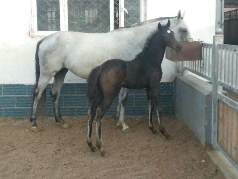 肉马400~500kg