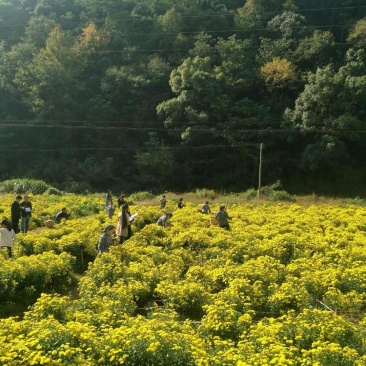 菊花苗