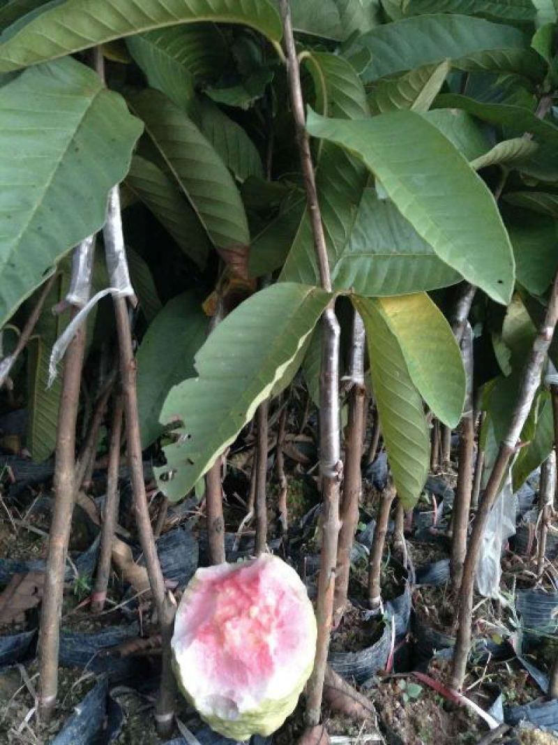 番石榴苗，珍珠芭乐番石榴，西瓜芭乐，红宝石番石榴，