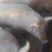 猪里脊售整猪绿色